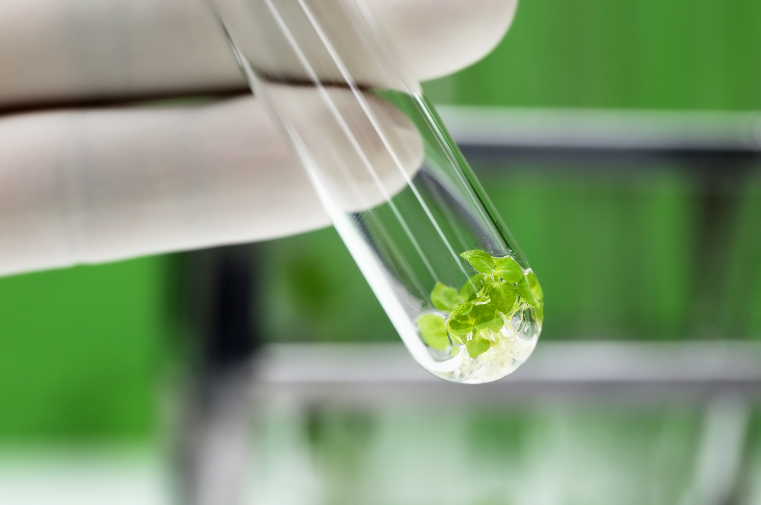 Ecocert-Certified-ingredients