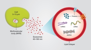 The Basics of Exosome Biology