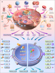 Therapeutic Applications of Exosomes