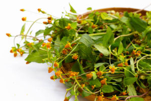 Understanding Spilanthol